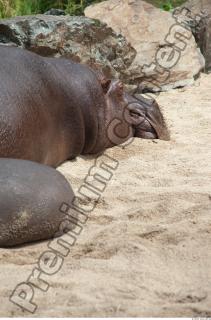 Hippo 0028